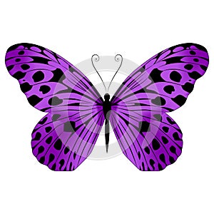 Beautiful exotic butterfly motley purple color.Vector  illustration on a white background. photo